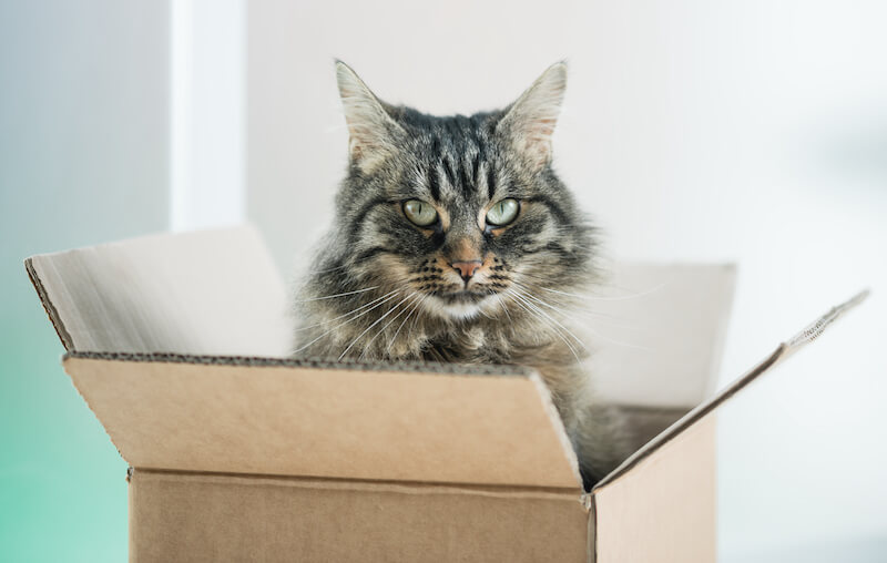 tips para organizar una mudanza