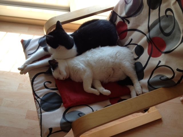 yin-willy-sillon