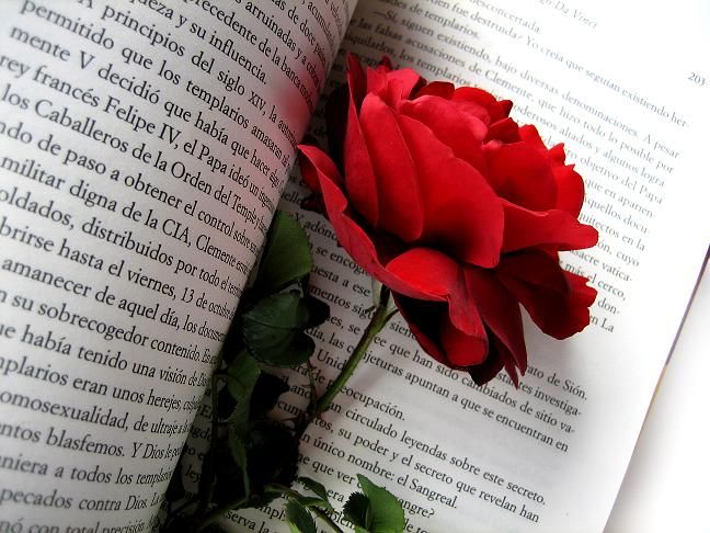 rosa-san-jorge