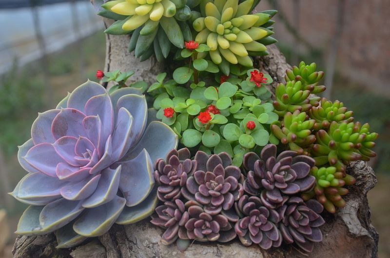 plantas suculentas