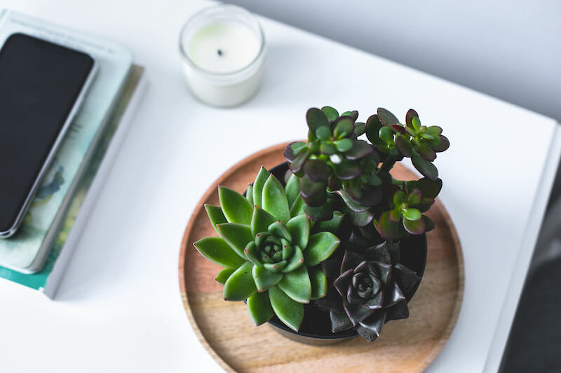 plantas para el dormitorio