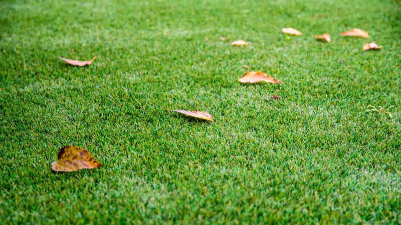 cómo limpiar hojas del césped artificial